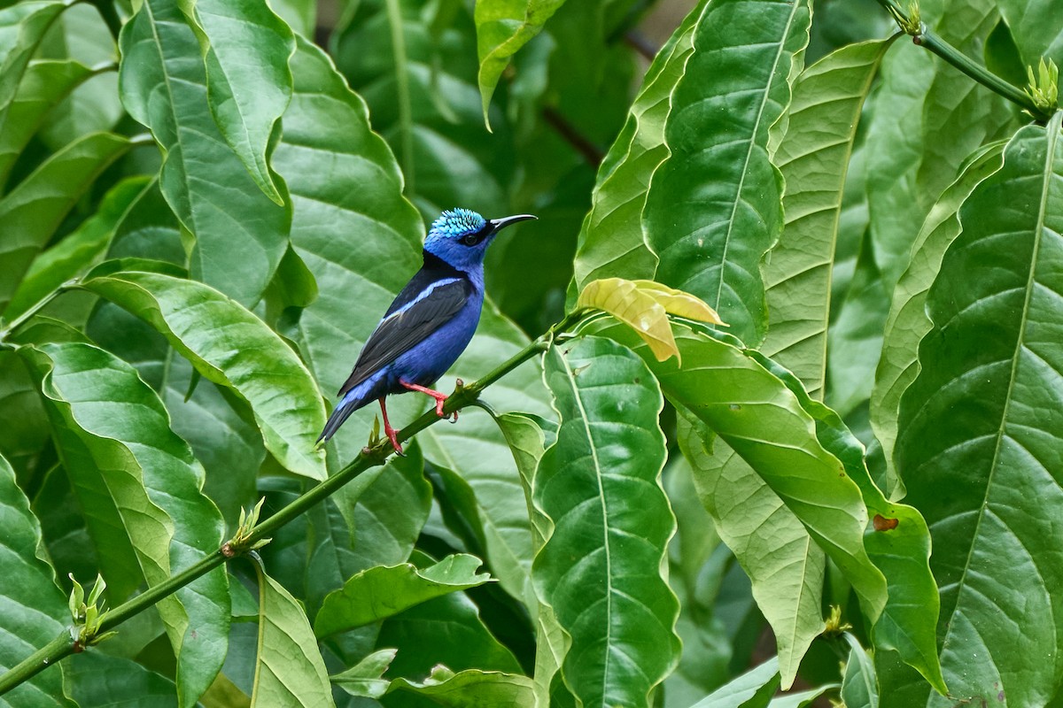 Red-legged Honeycreeper - ML635264866