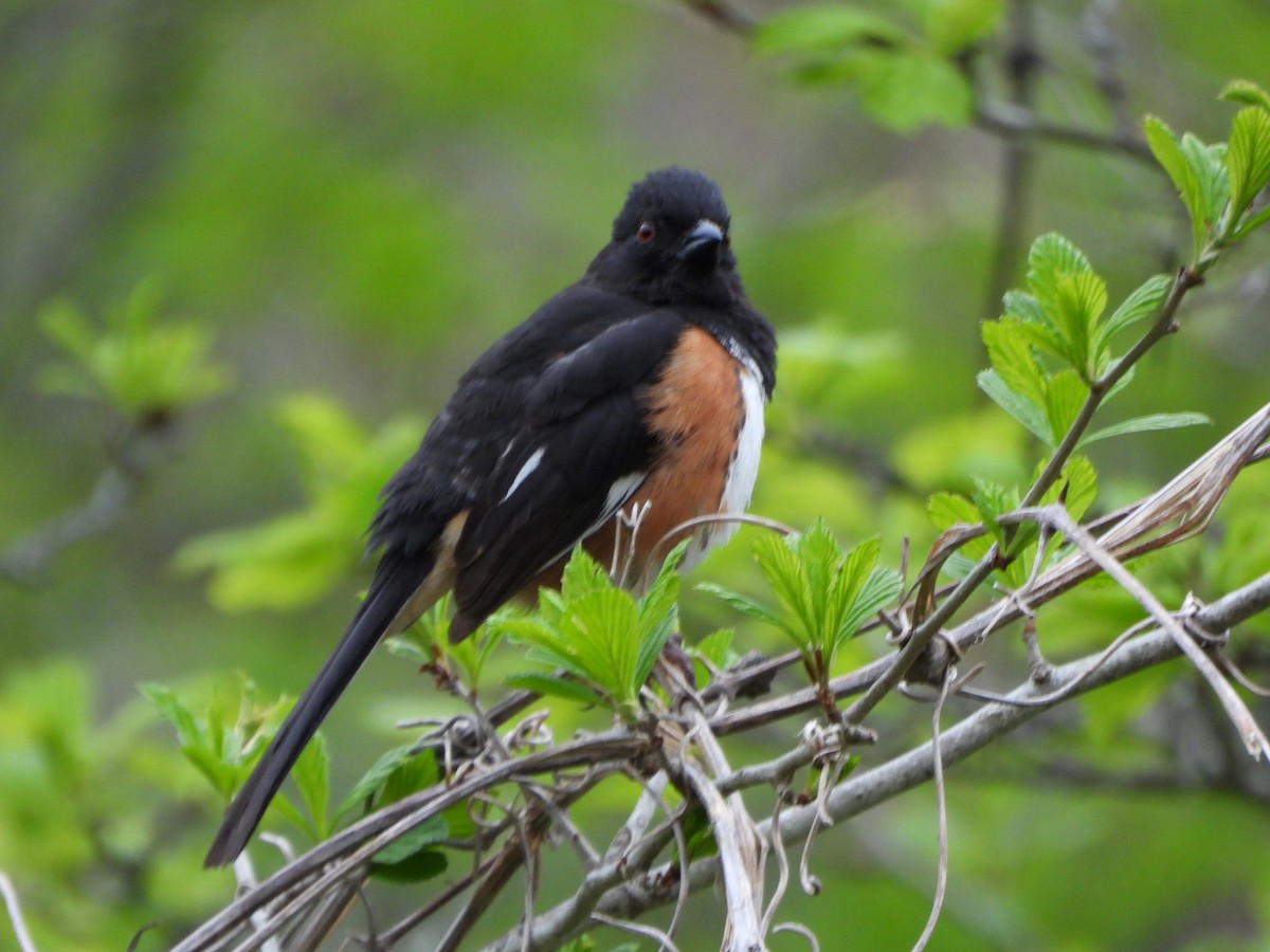 Eastern Towhee - ML635264879