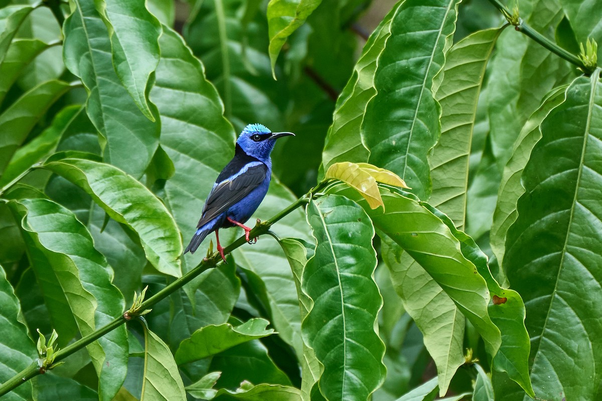 Red-legged Honeycreeper - ML635264944
