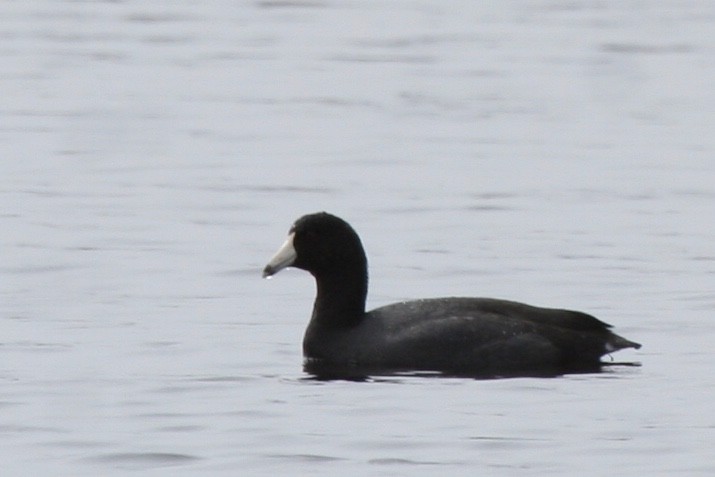 American Coot - ML635264954