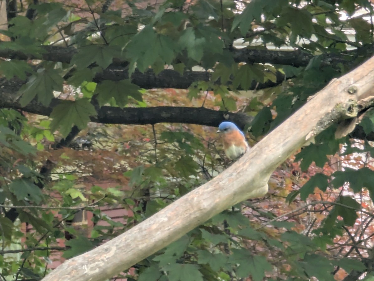 Eastern Bluebird - ML635265028