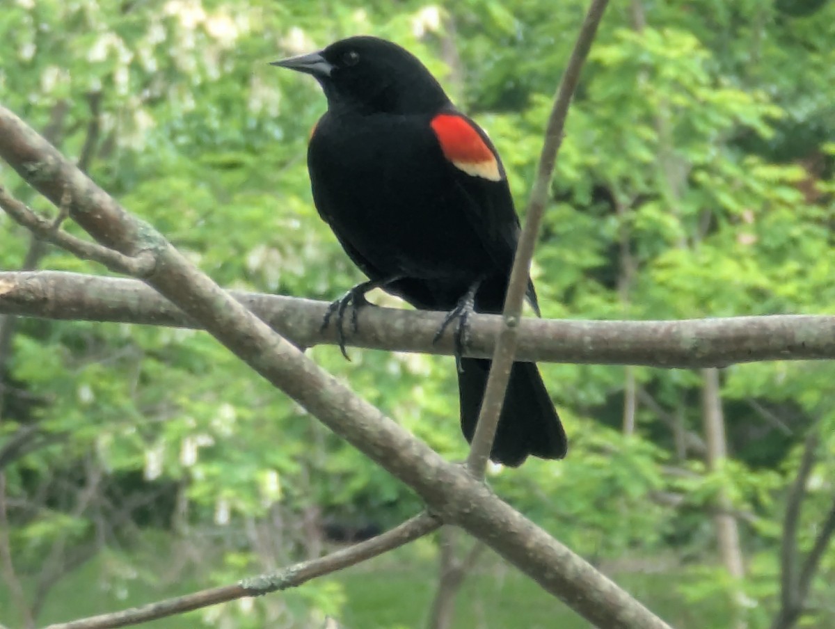 Red-winged Blackbird - ML635265141