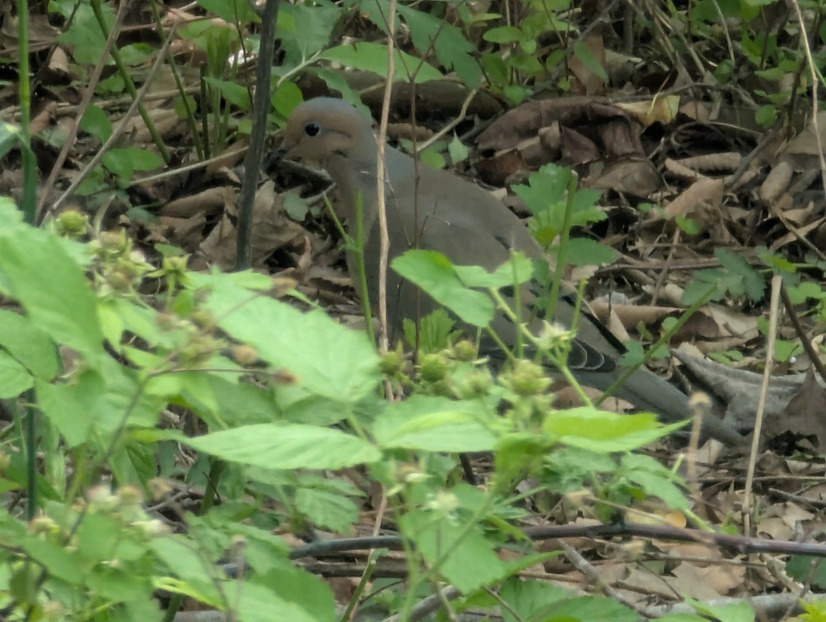 Mourning Dove - ML635265182