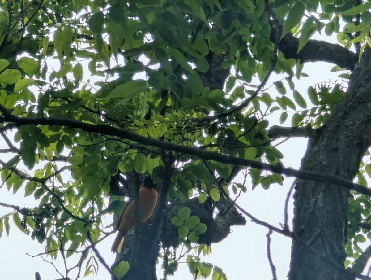 Baltimore Oriole - ML635265232