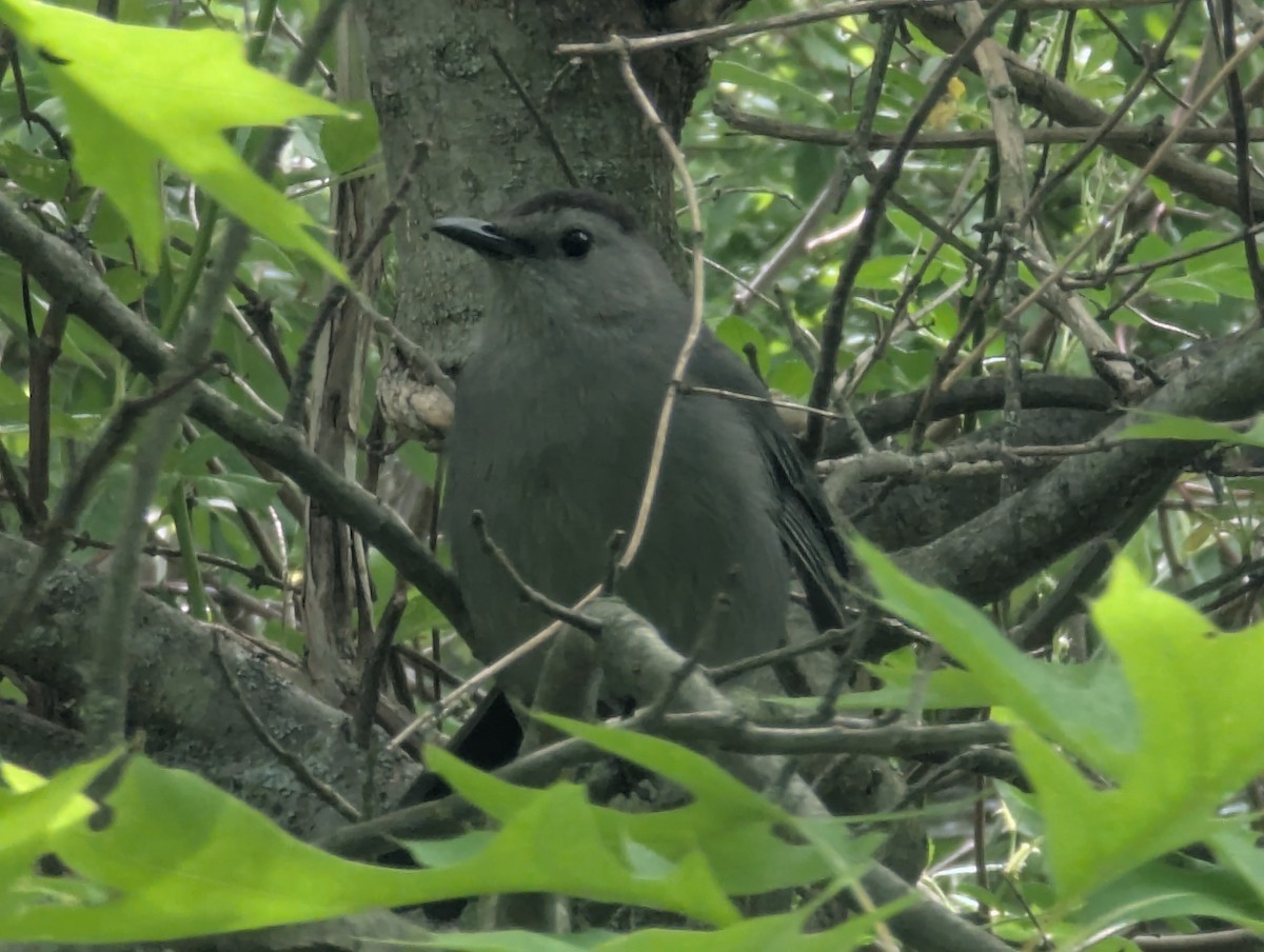 Gray Catbird - ML635265272