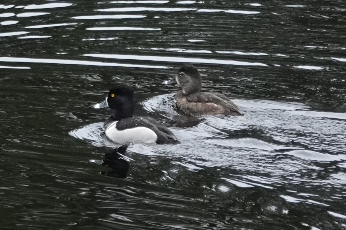 Ring-necked Duck - ML635265311