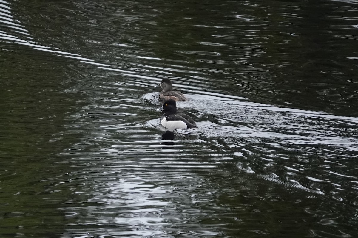 Ring-necked Duck - ML635265312
