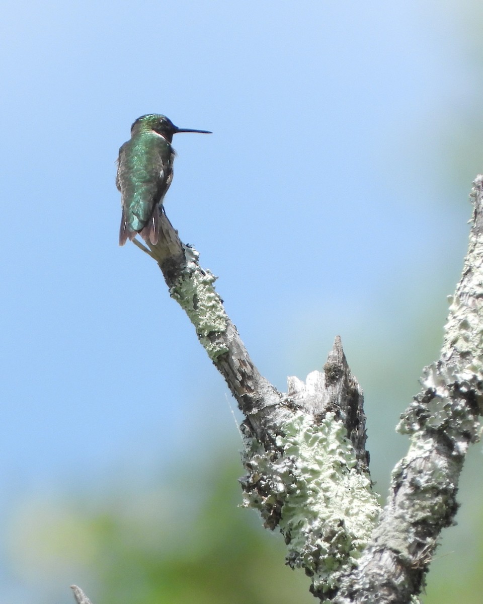 Colibri à gorge rubis - ML635265342