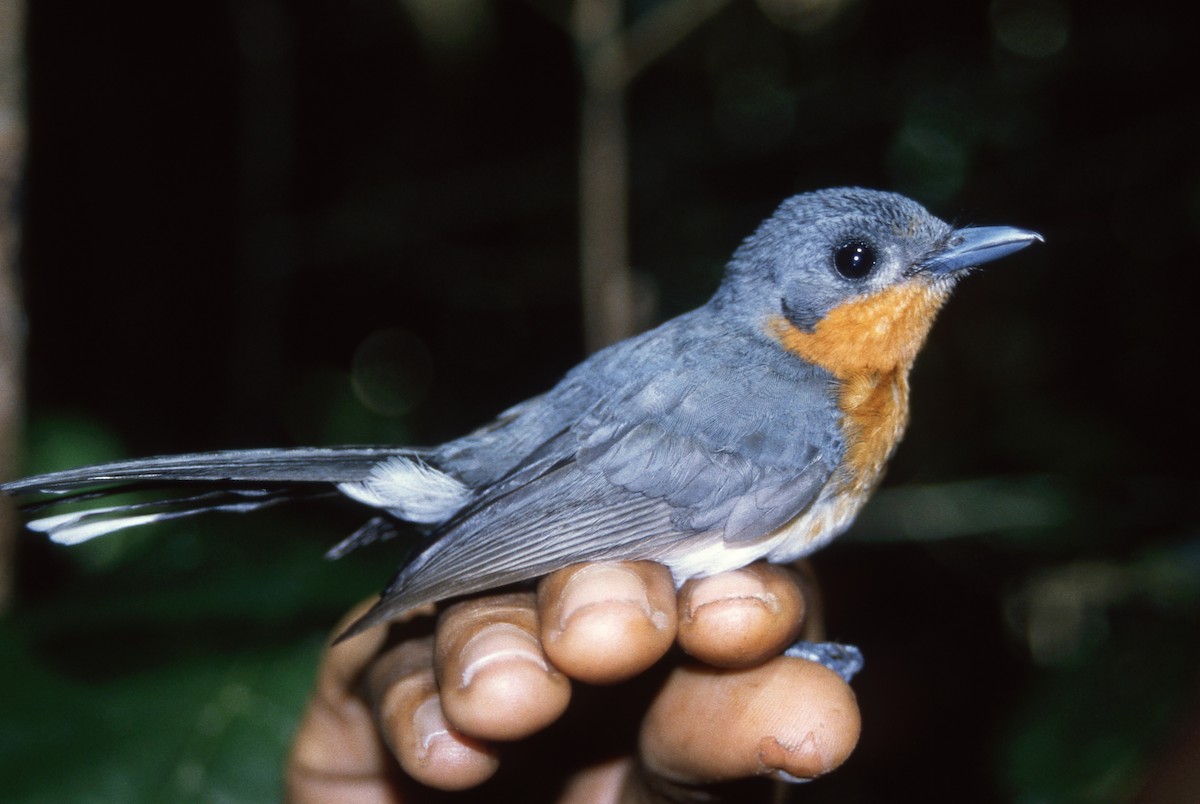 Moluccan Spectacled Monarch (Seram) - ML635265407