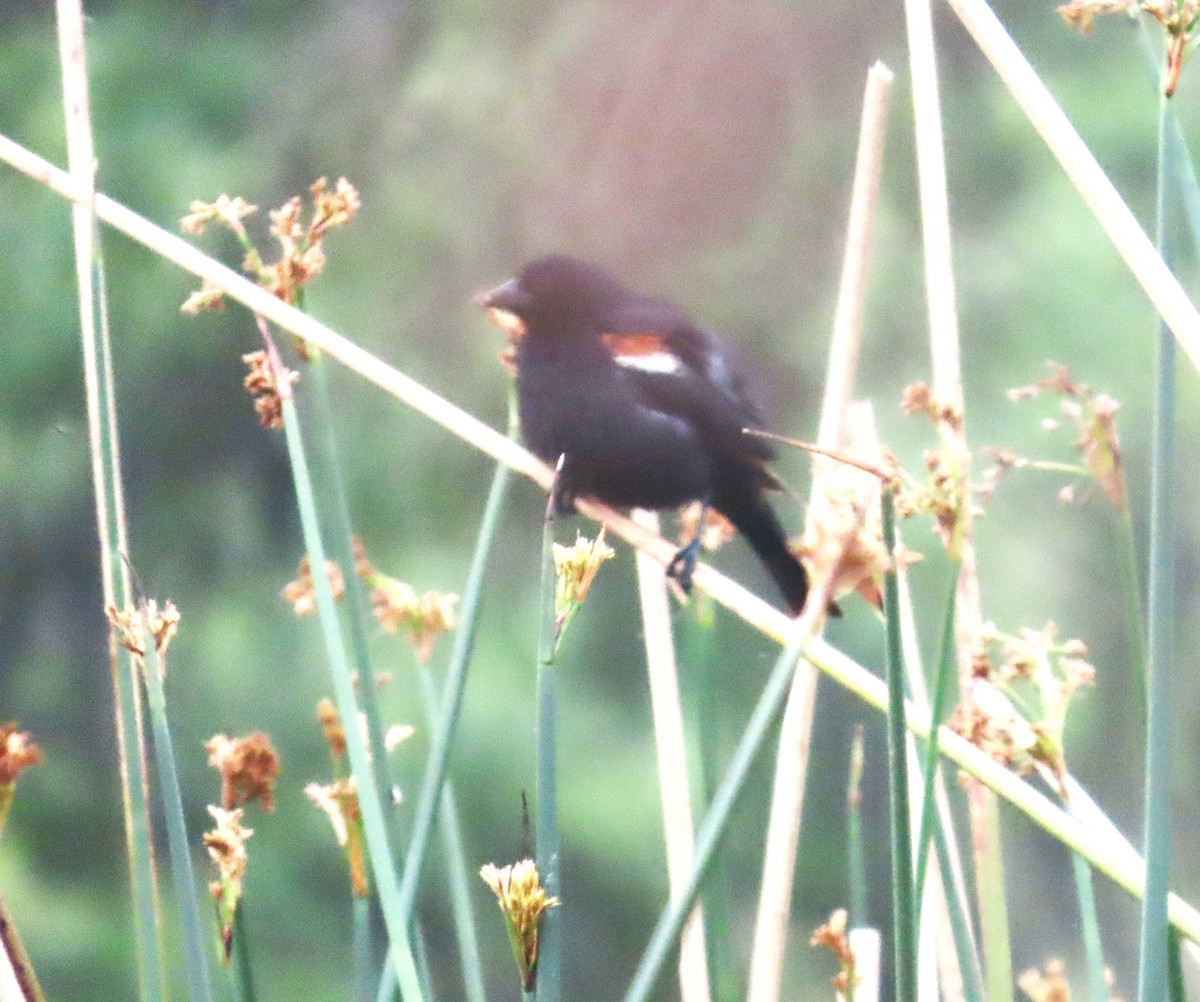 Tricolored Blackbird - ML635265484