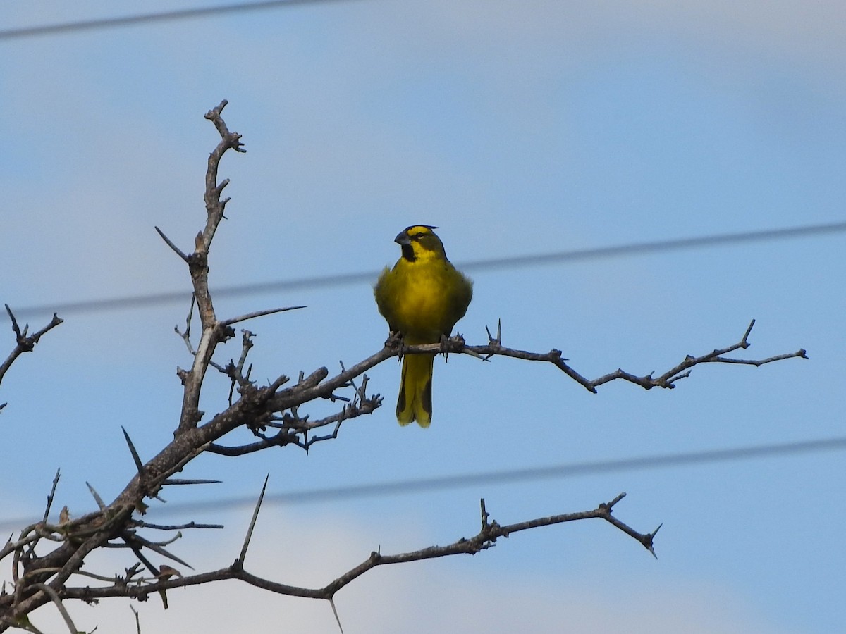 Yellow Cardinal - ML635265520