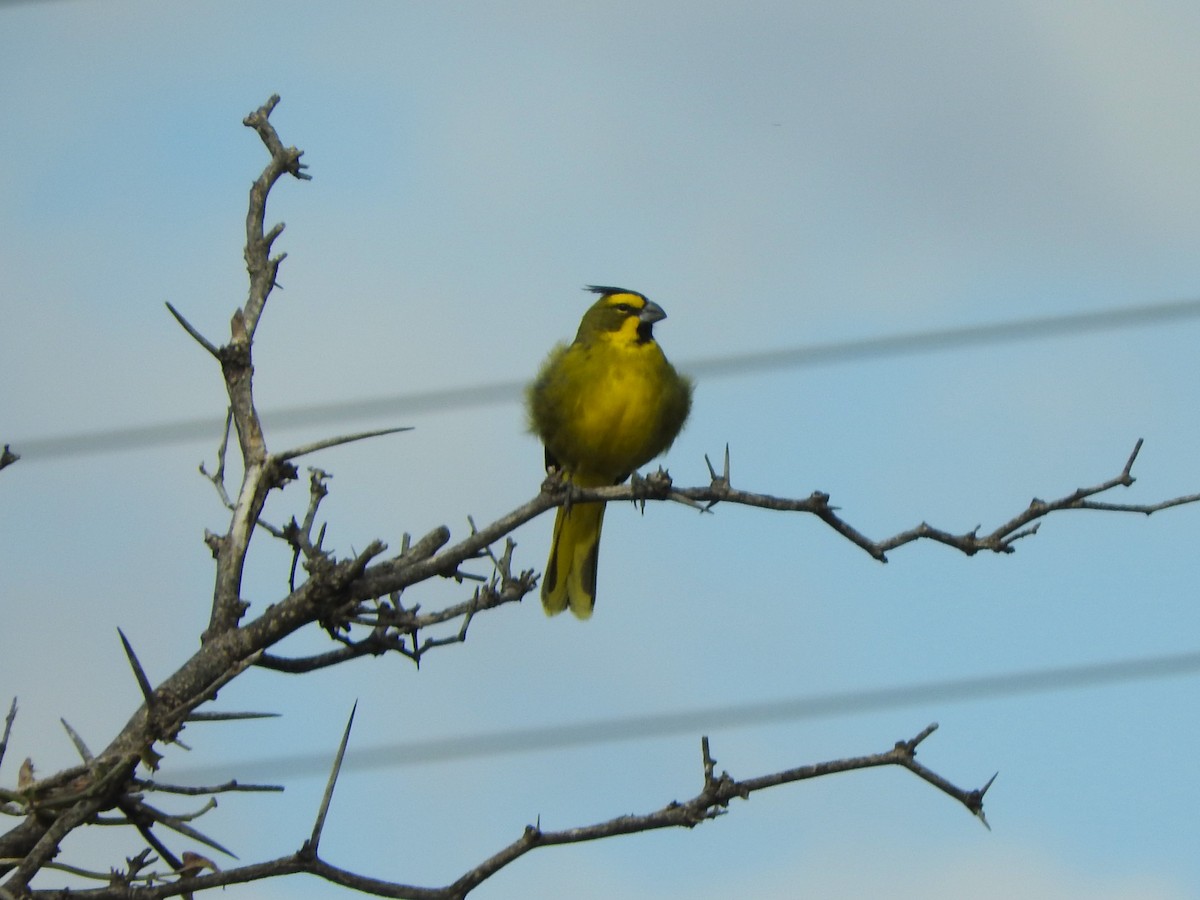 Yellow Cardinal - ML635265521