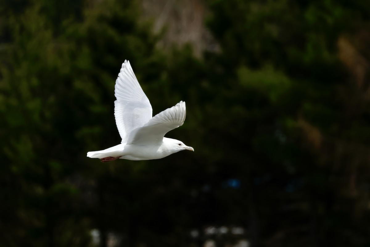 Iceland Gull - ML635265572