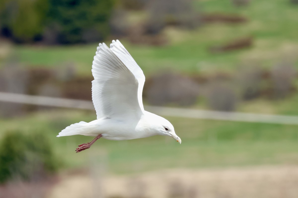 Iceland Gull - ML635265573