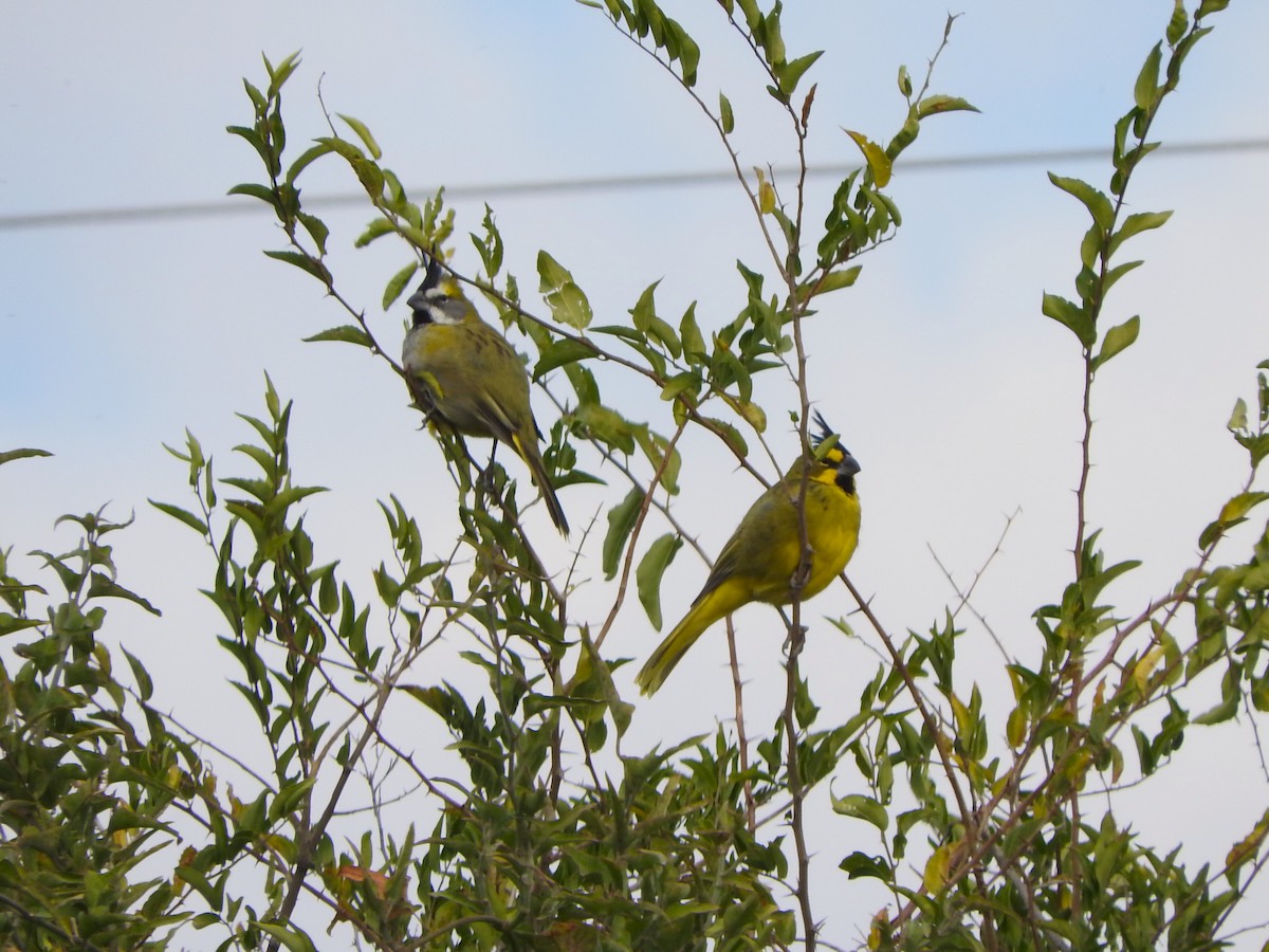 Yellow Cardinal - ML635265604