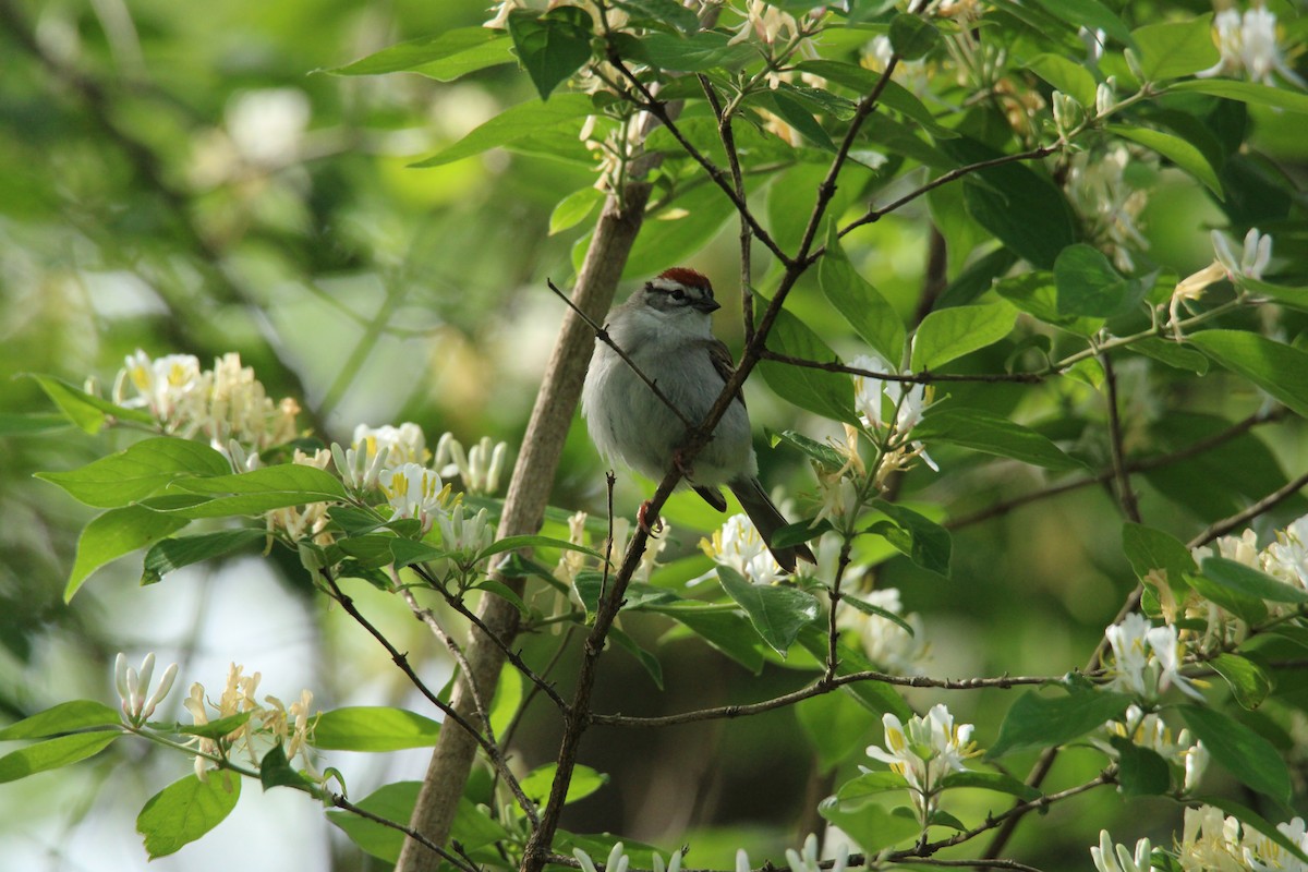 Chipping Sparrow - ML635265626