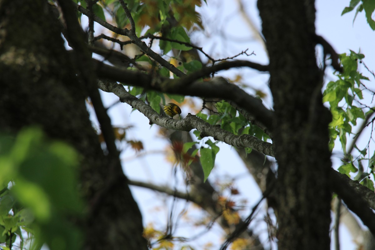 Cape May Warbler - ML635265653