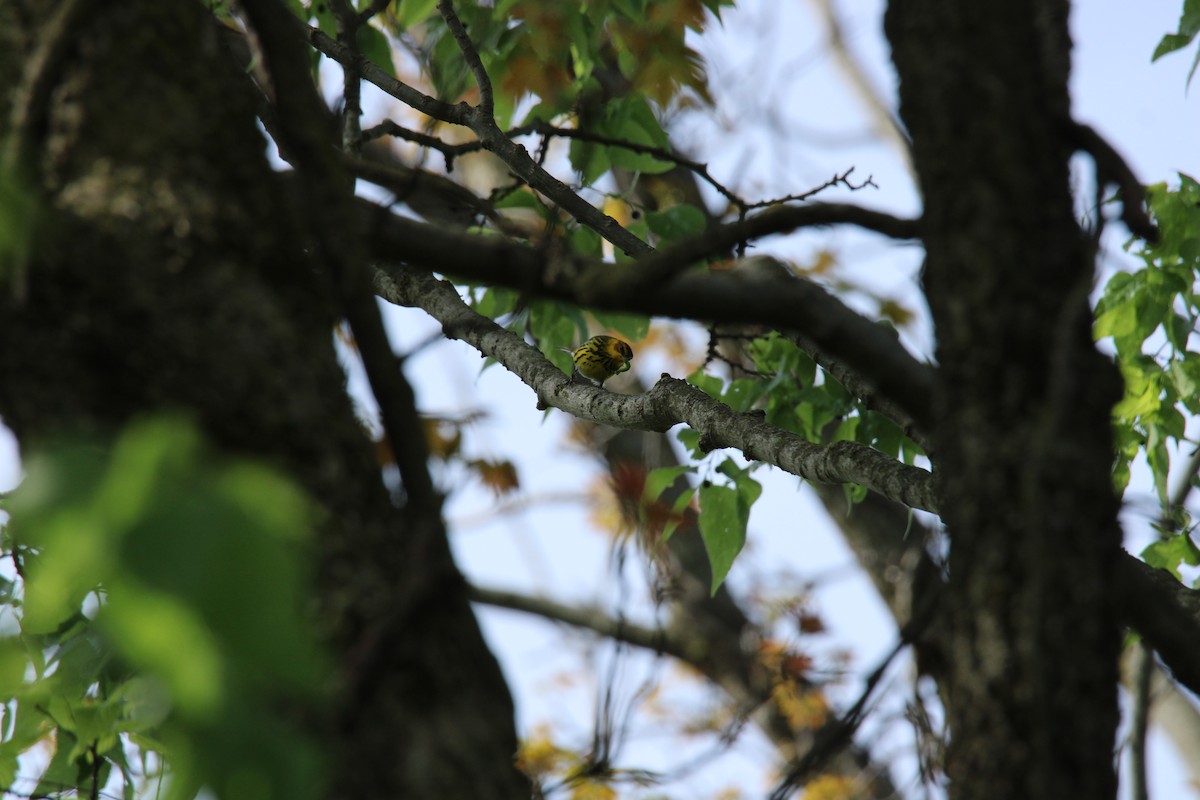 Cape May Warbler - ML635265655