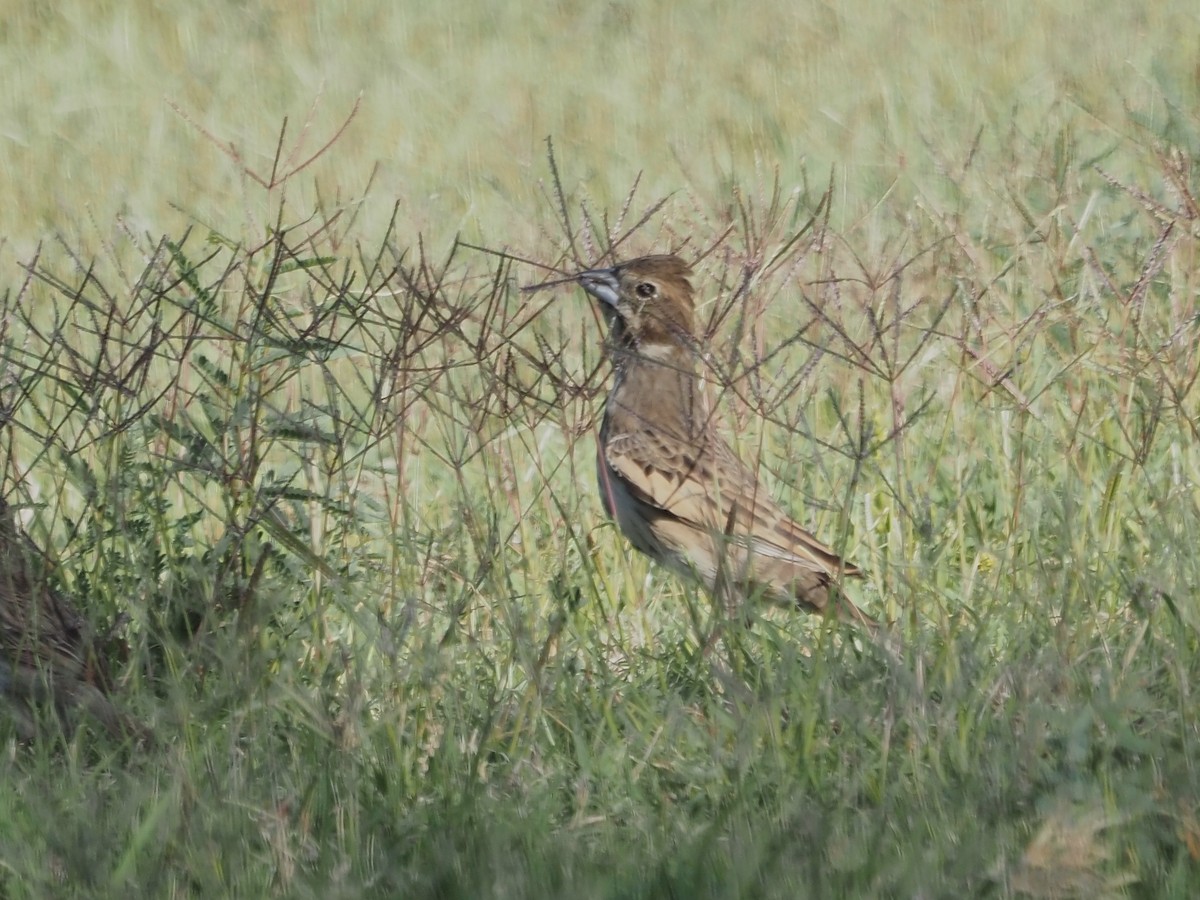 Lark Bunting - ML635265689