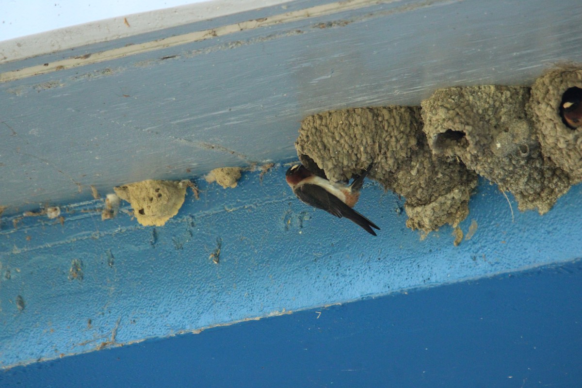 Cliff Swallow - ML635265695