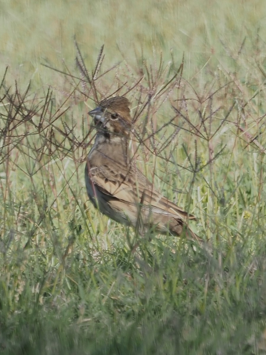Lark Bunting - ML635265745