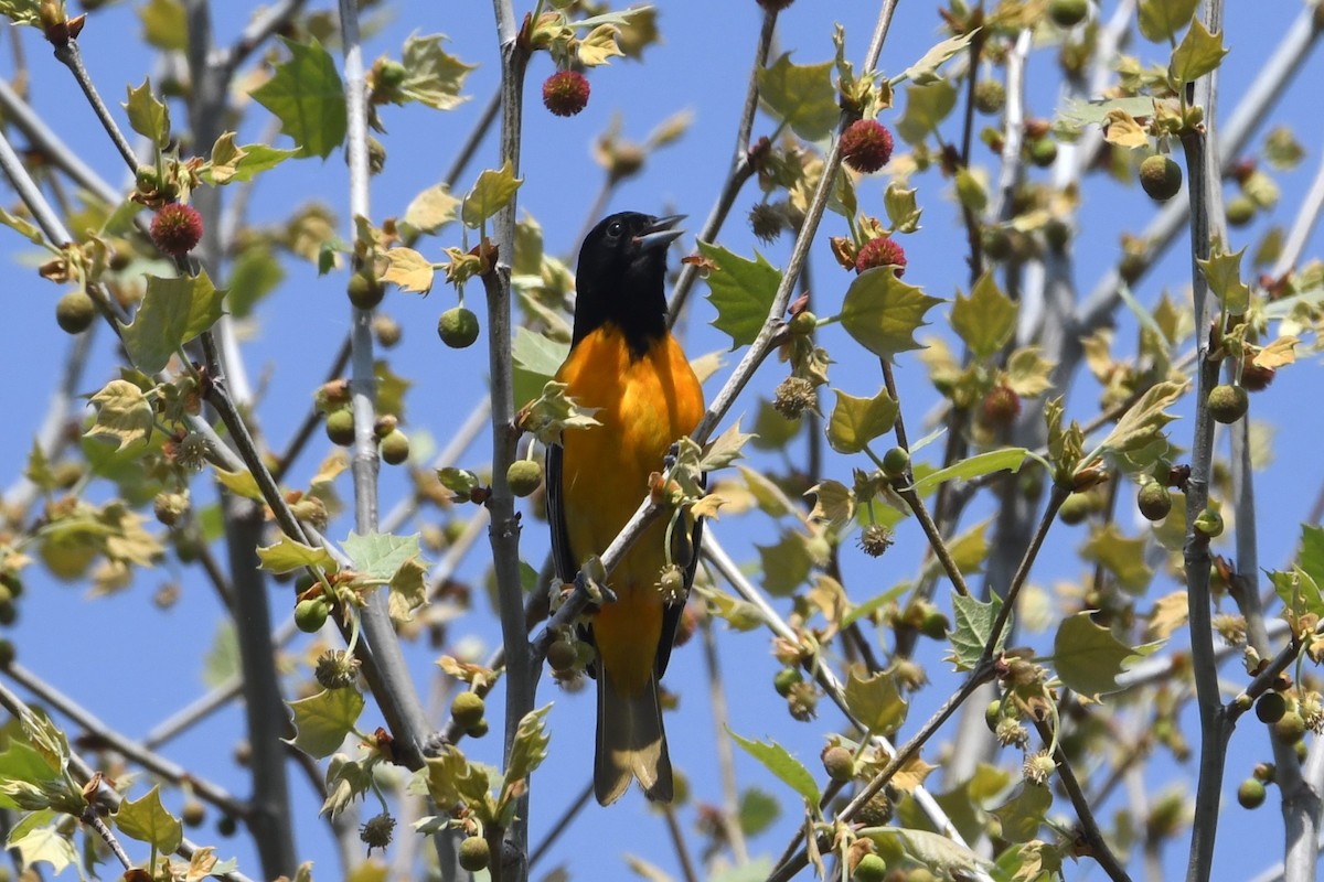 Baltimore Oriole - ML635265764