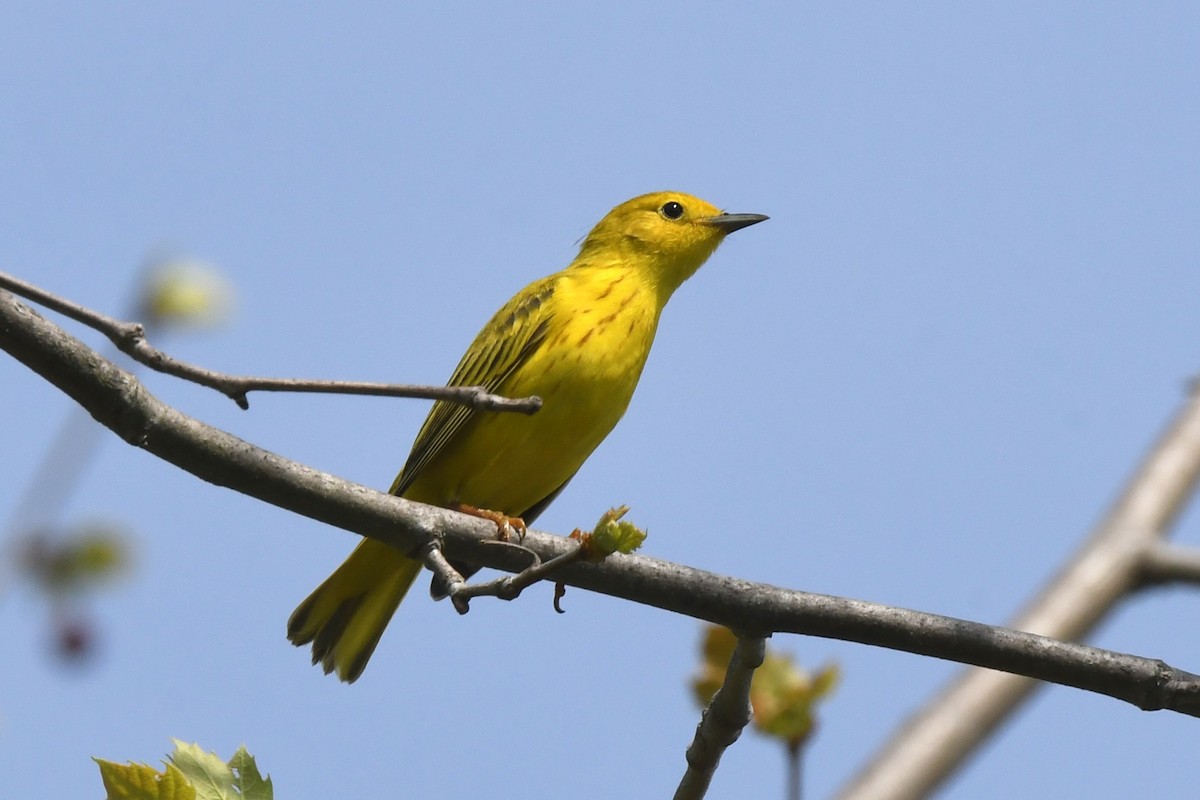 Northern Yellow Warbler - ML635265783