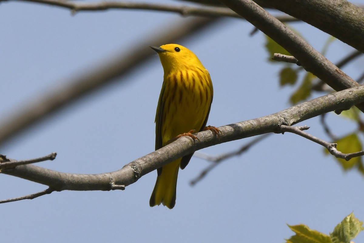 Northern Yellow Warbler - ML635265784