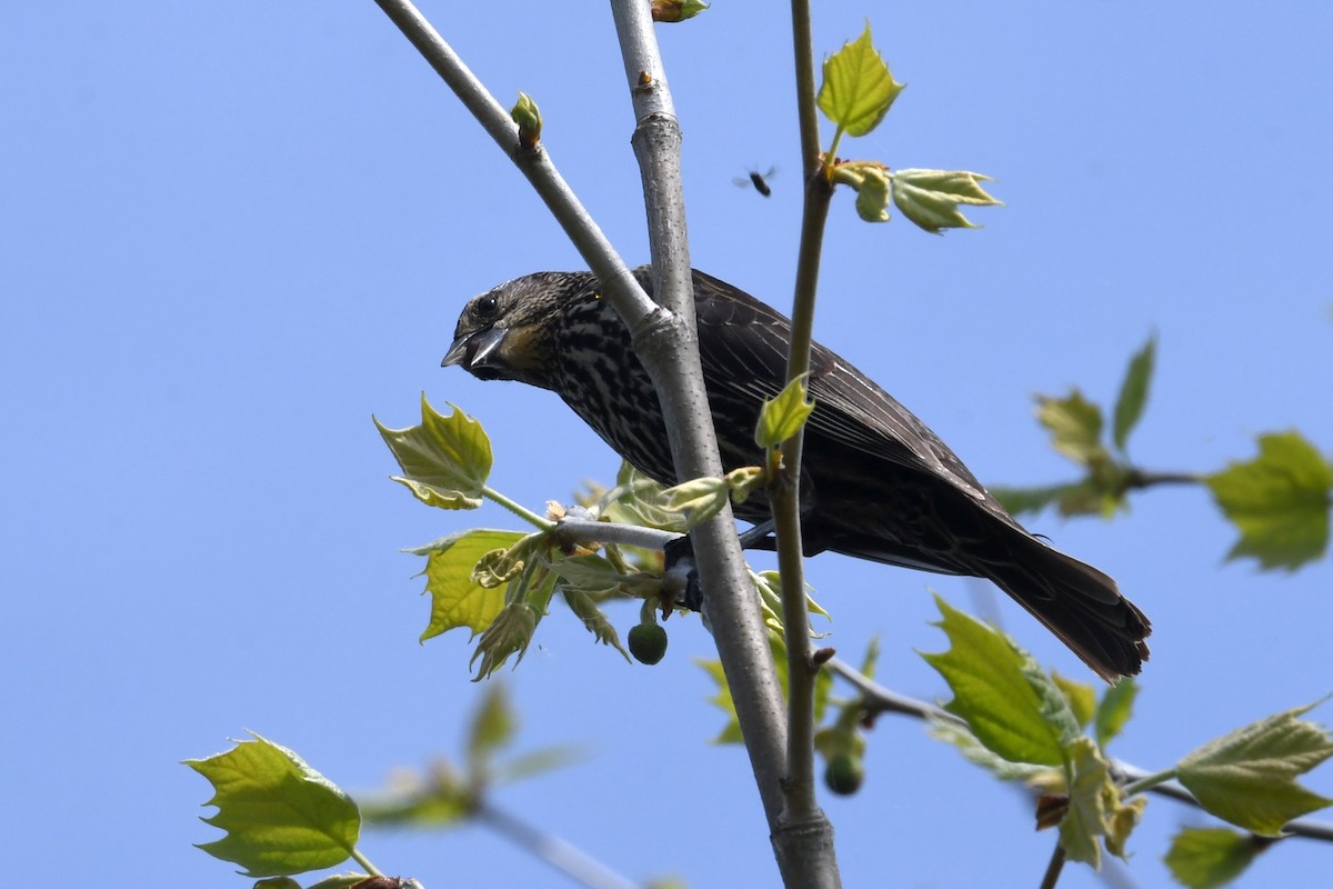 Red-winged Blackbird - ML635265824