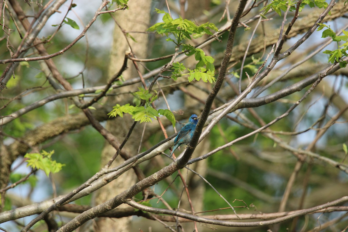 Indigo Bunting - ML635265858