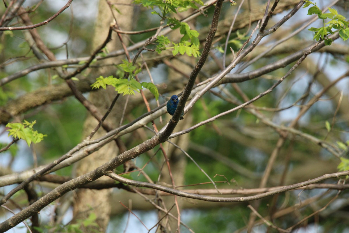 Indigo Bunting - ML635265859