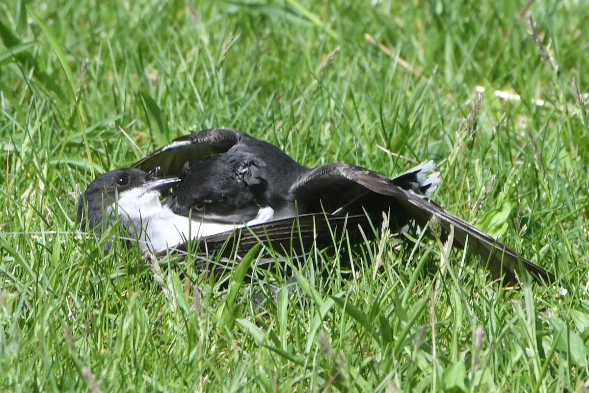 Eastern Kingbird - ML635265878