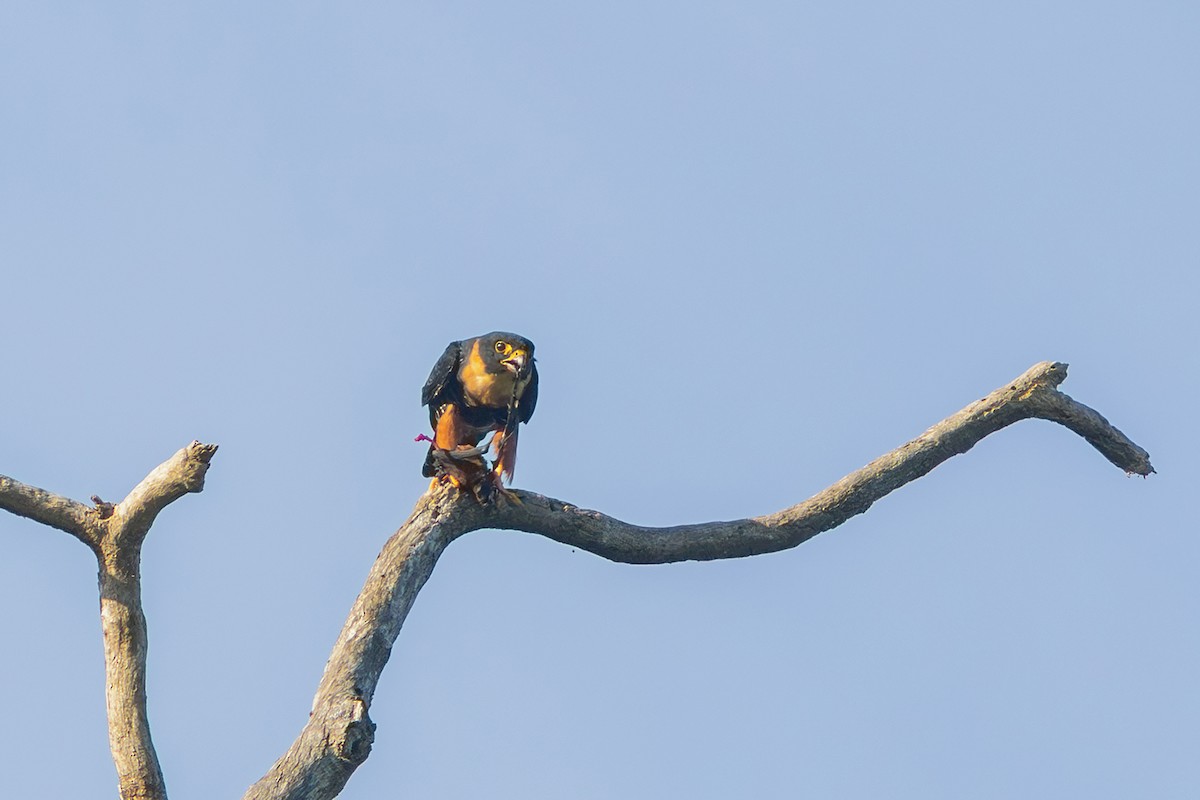 Bat Falcon - ML635265898