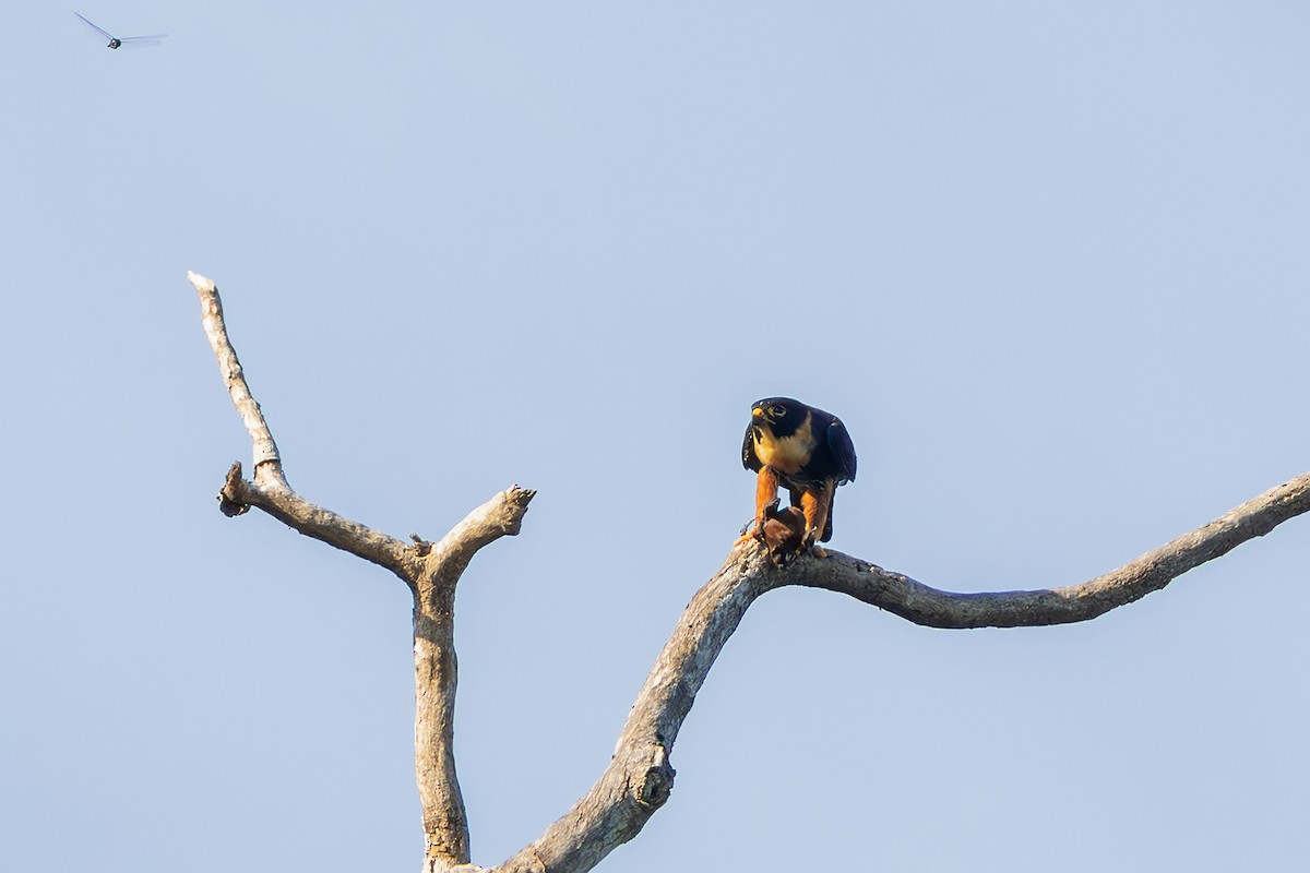 Bat Falcon - ML635265899