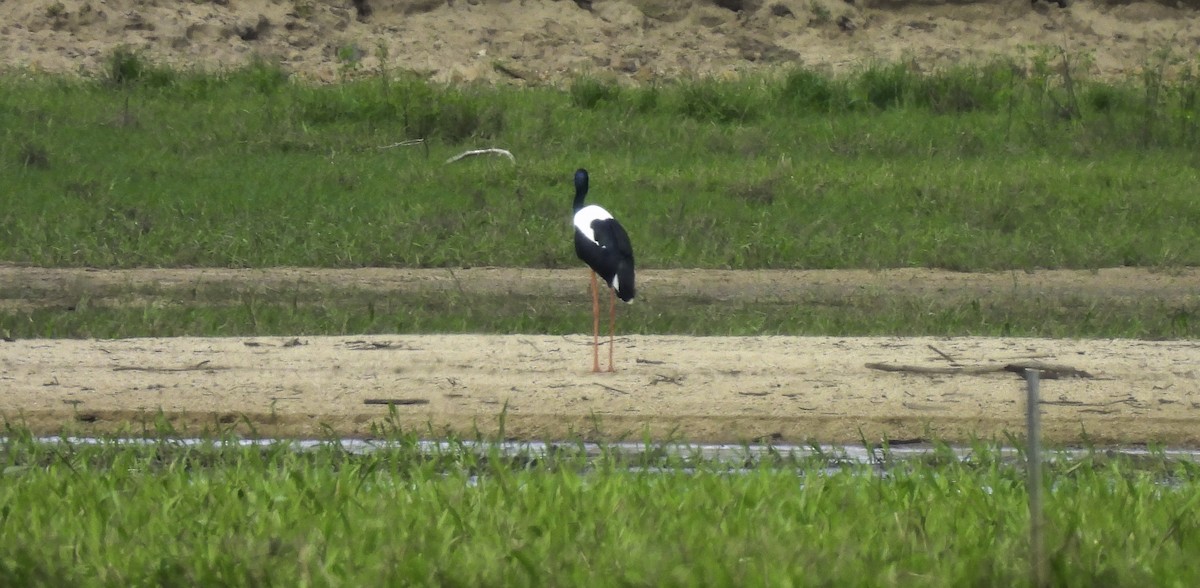 Black-necked Stork - ML635266042
