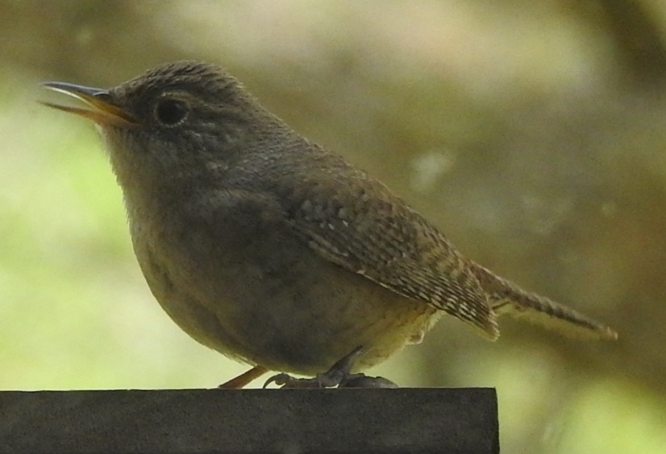 Northern House Wren - ML635266091