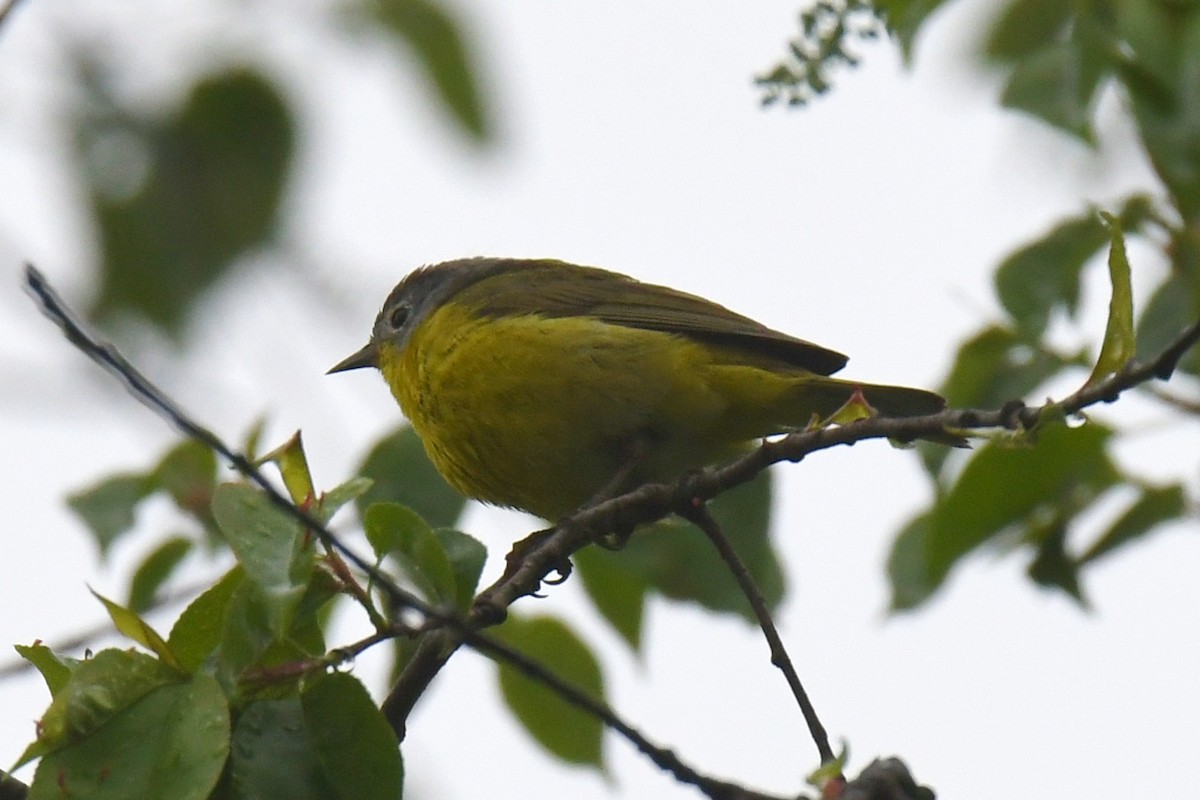 Nashville Warbler - ML635266101