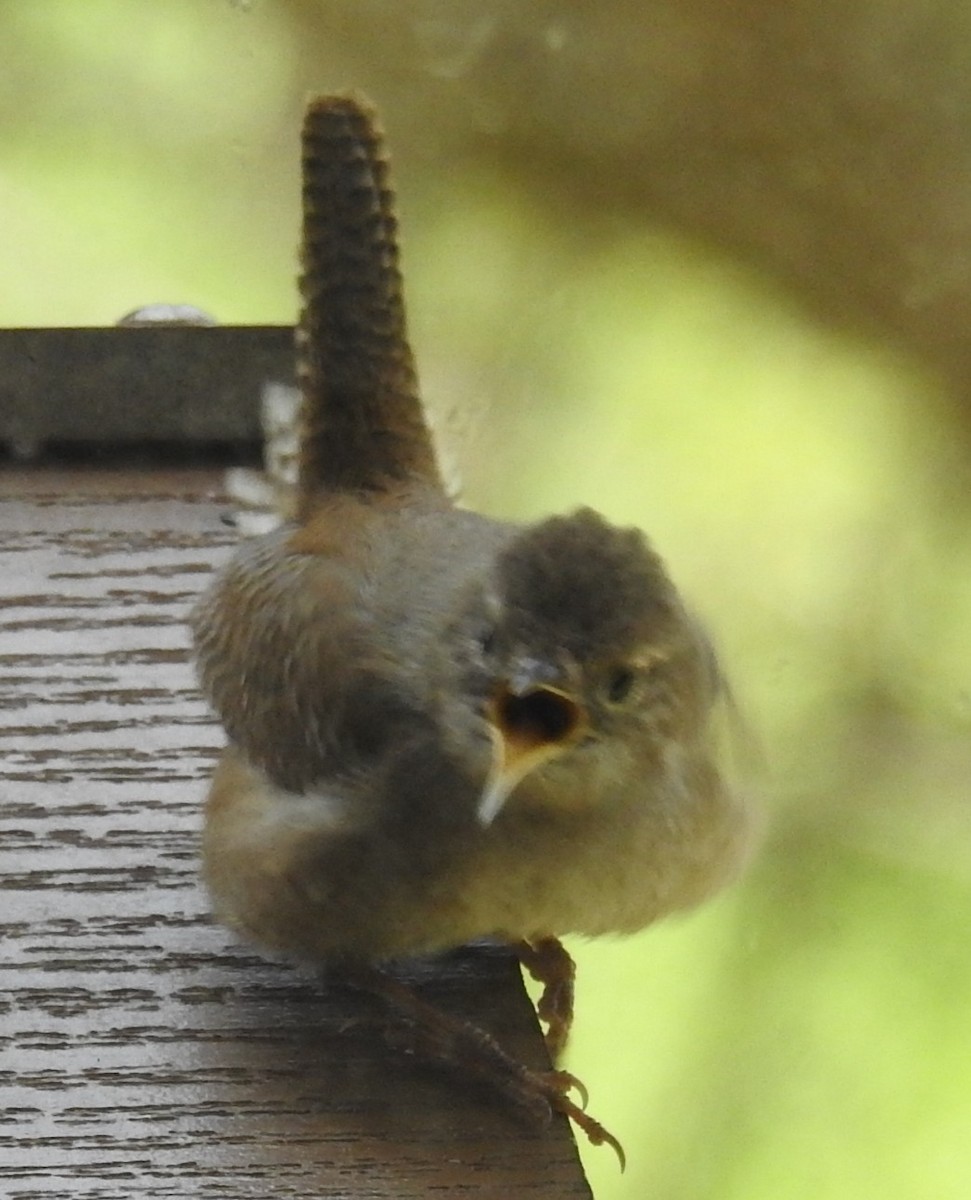 Northern House Wren - ML635266110