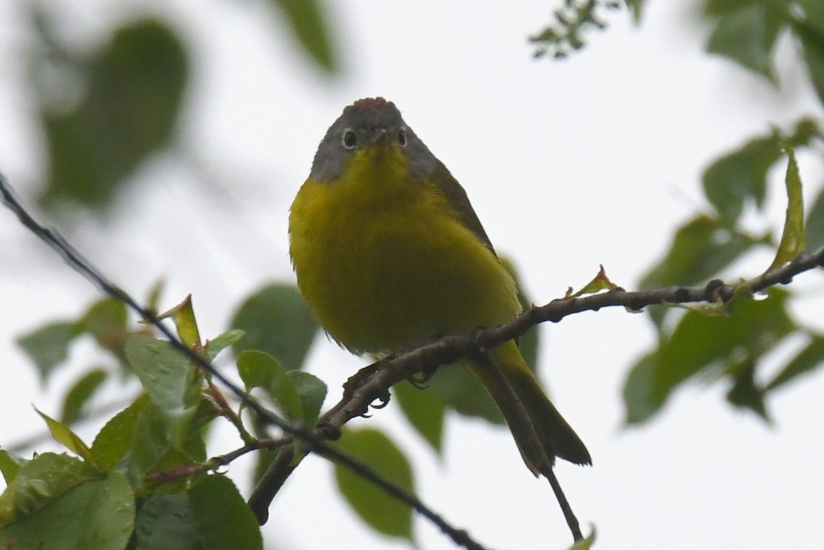 Nashville Warbler - ML635266118