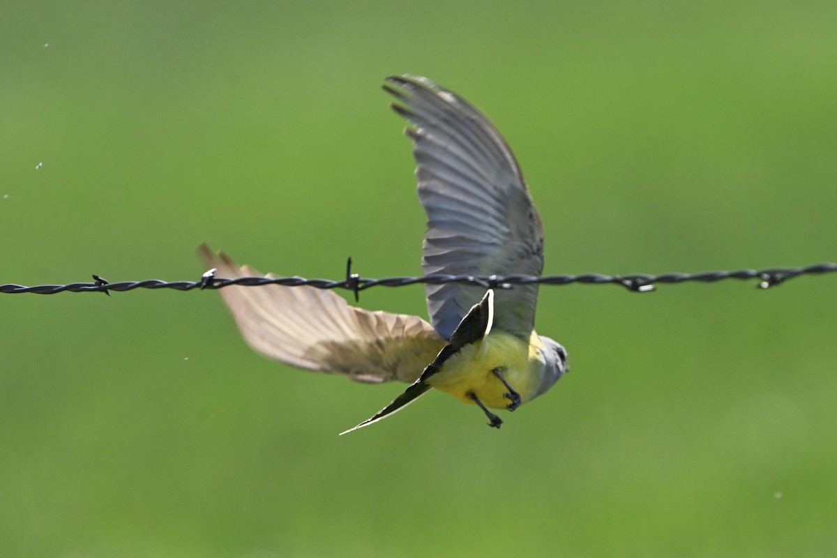 Western Kingbird - ML635266209