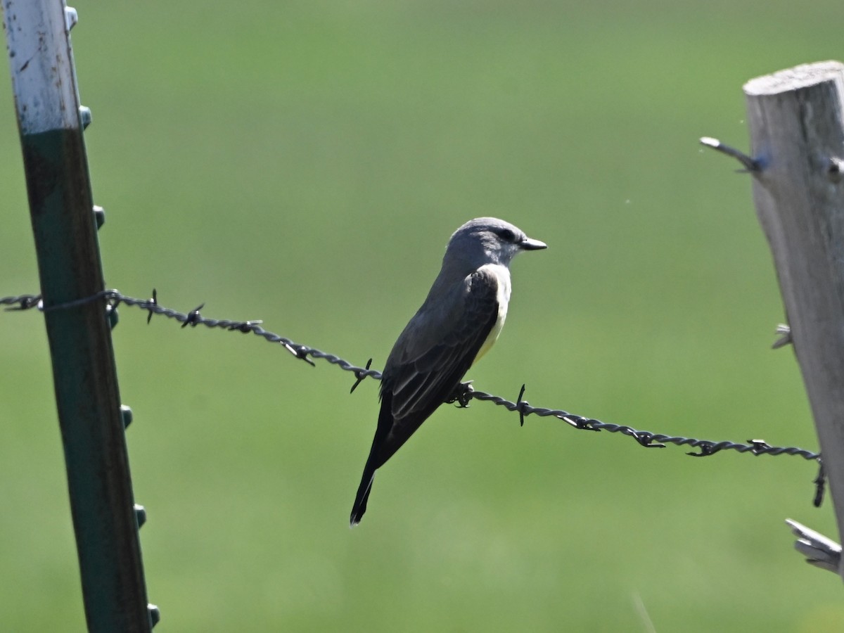 Western Kingbird - ML635266210