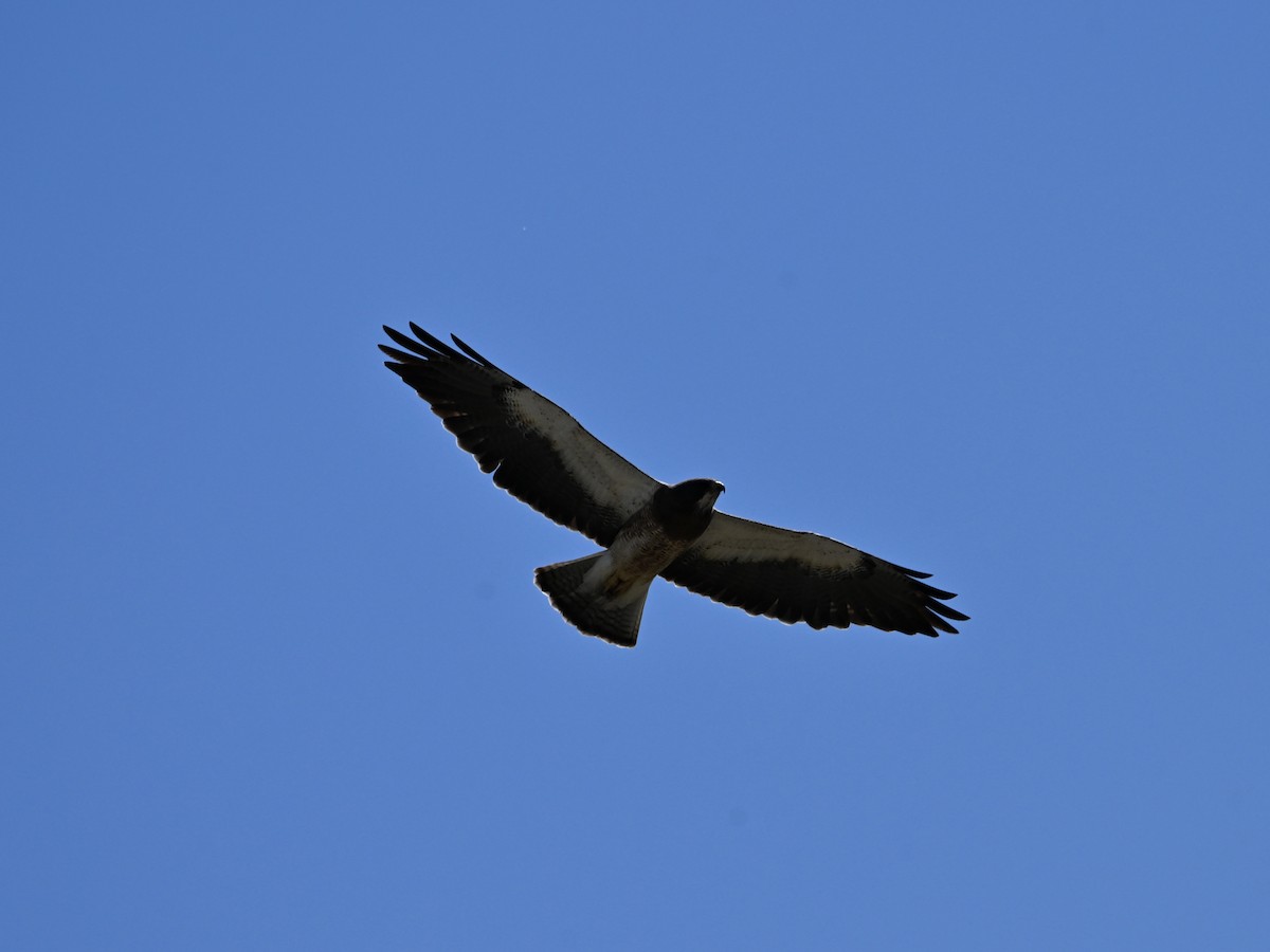 Swainson's Hawk - ML635266239