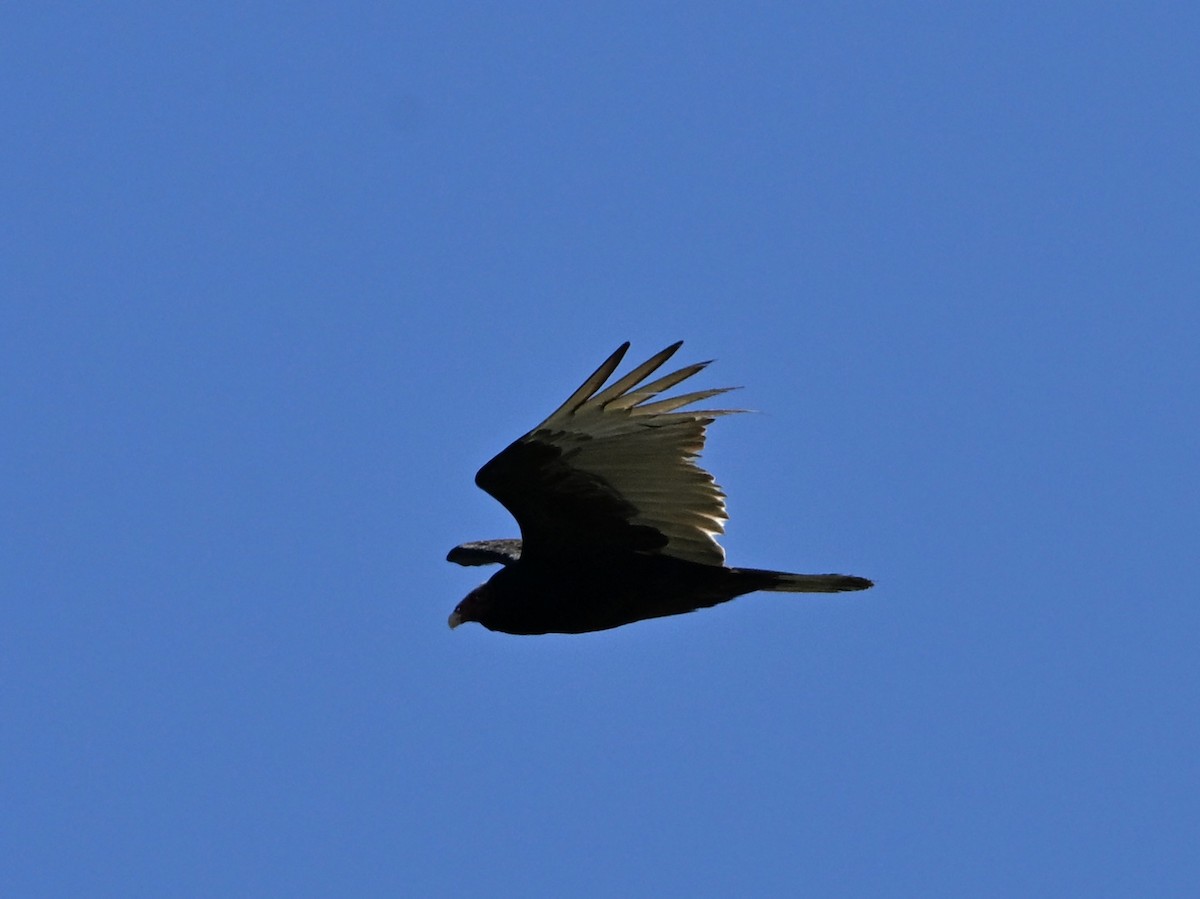 Turkey Vulture - ML635266253
