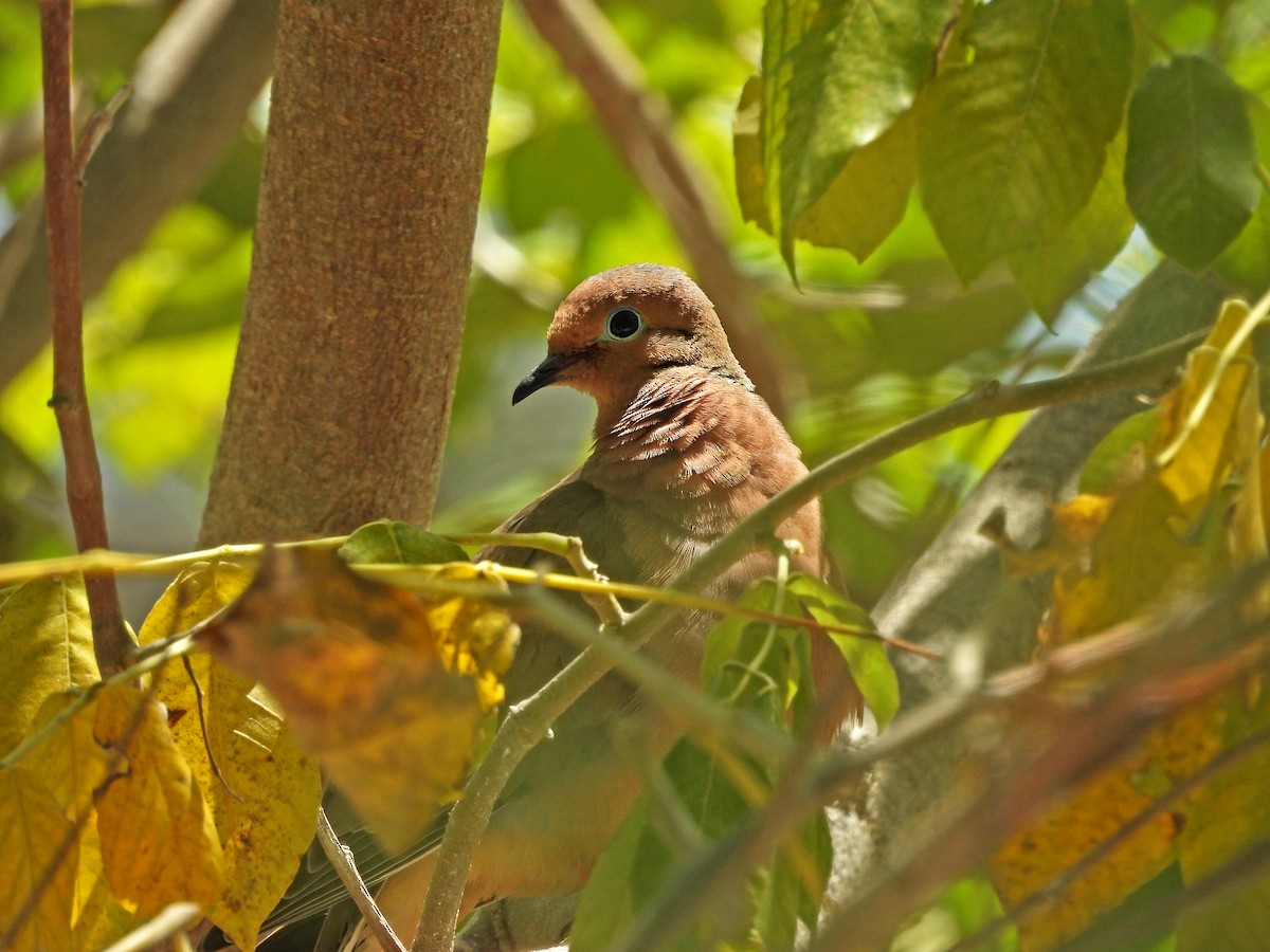 Common Ground Dove - ML635266266