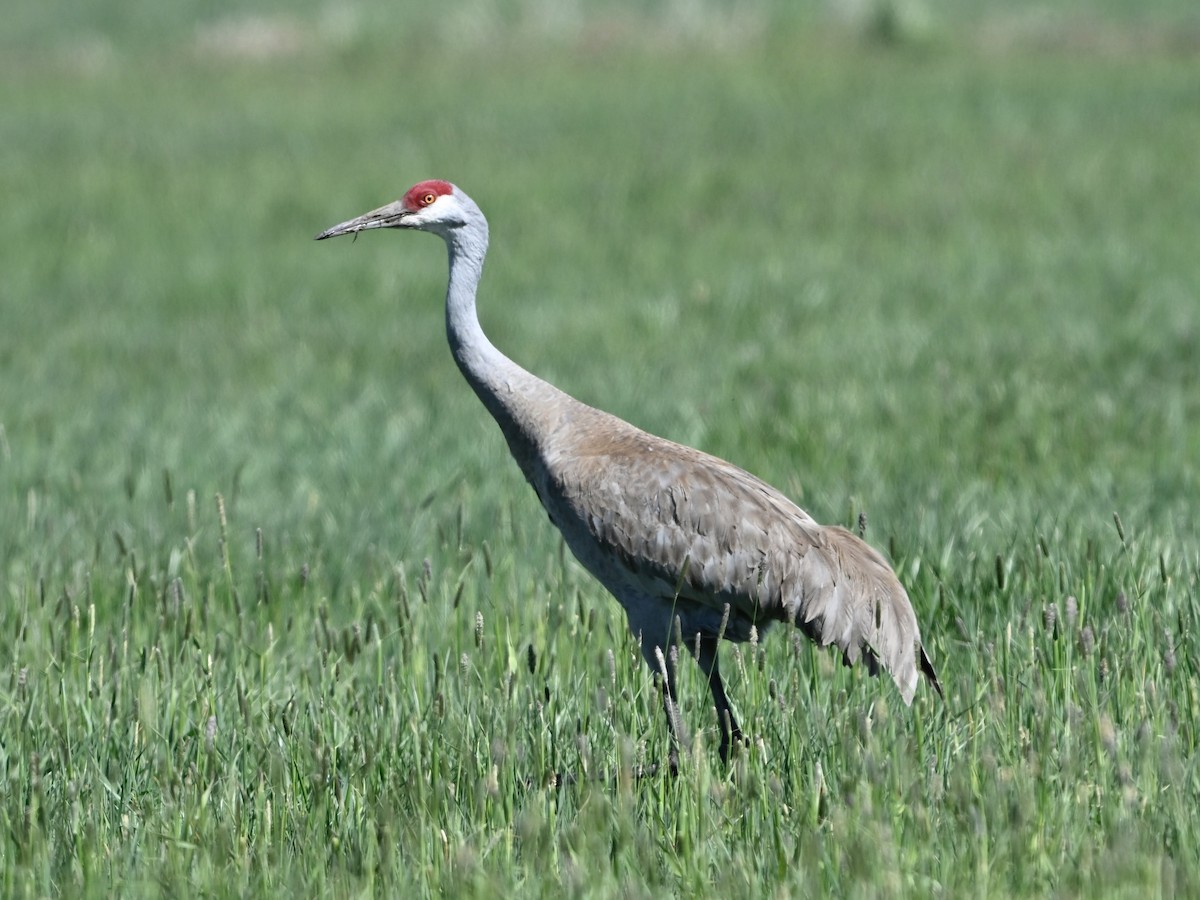 Sandhill Crane - ML635266279