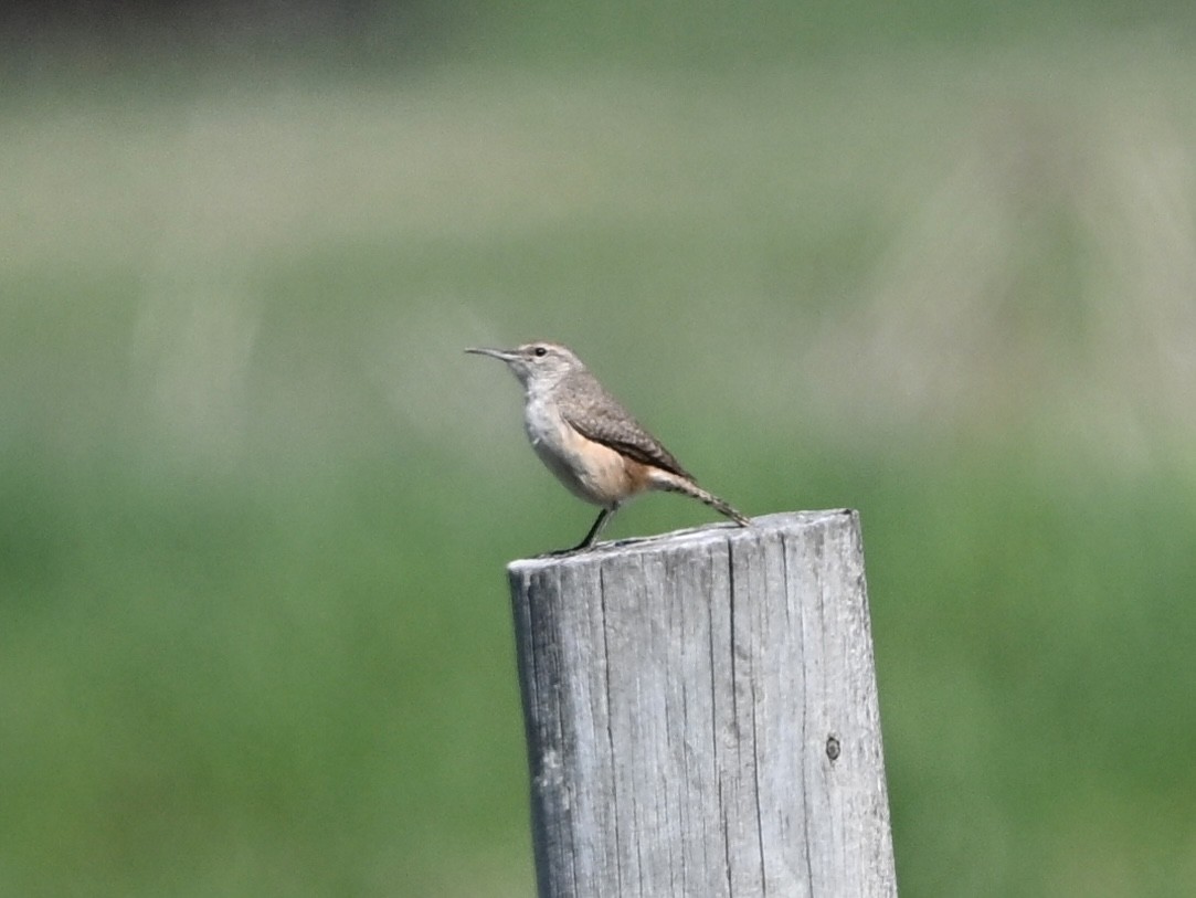 Rock Wren - ML635266313