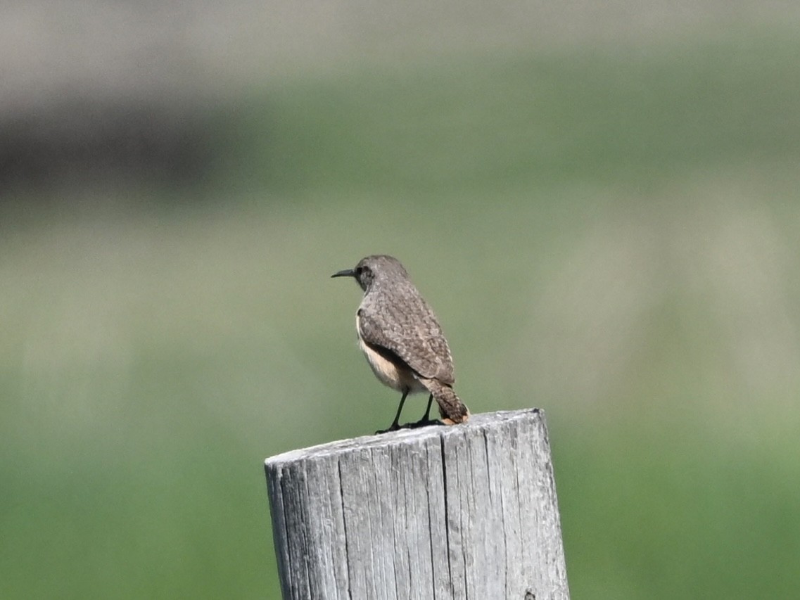 Rock Wren - ML635266314