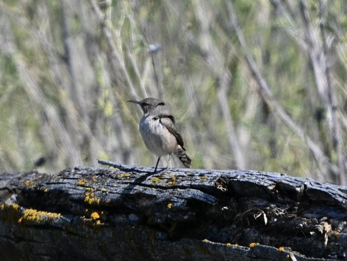 Rock Wren - ML635266316