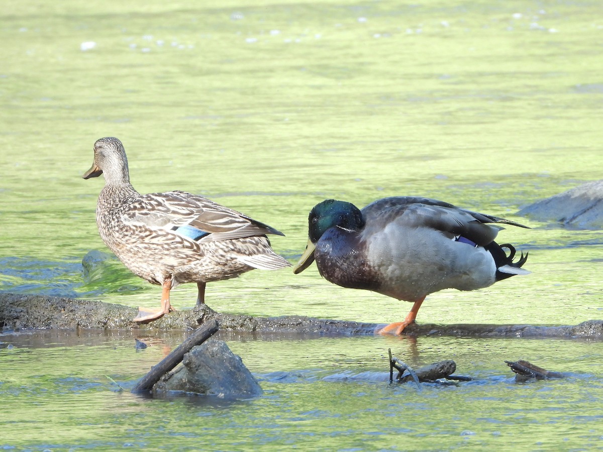 Canard colvert - ML635266373