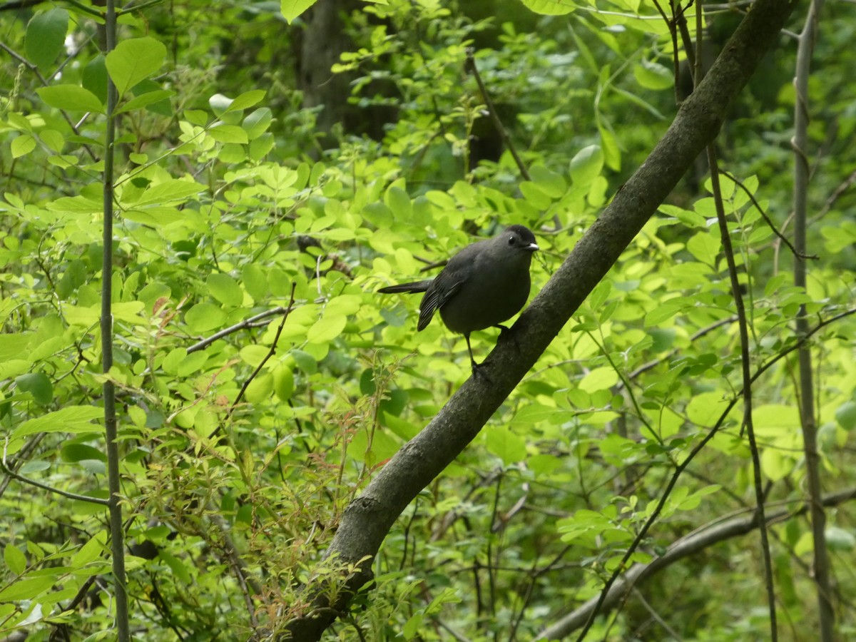 Gray Catbird - ML635266469